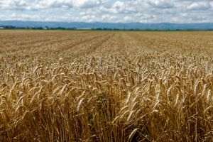 CITR: Insolvenţele din agricultură s-au dublat din cauza preţurilor cerealelor
